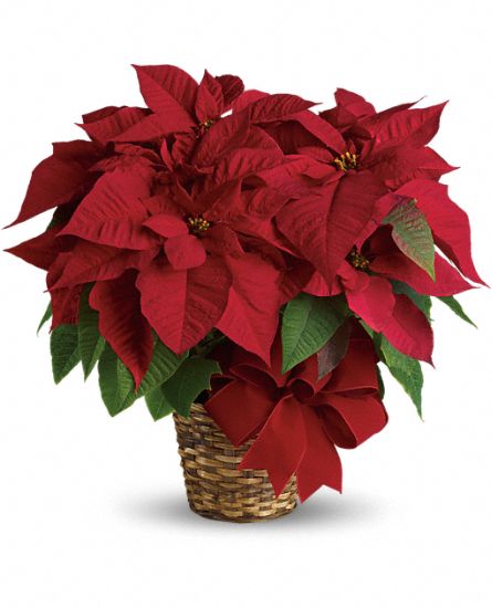 Red poinsettia