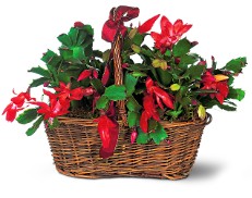 Christmas cactus