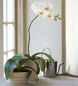 White phalaenopsis orchid -MOM