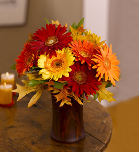 Autumn gerberas