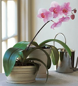 Lavender phalaenopsis orchid