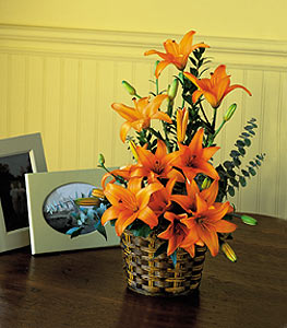 Asiatic lilies